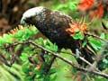 Kākā feeding