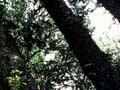 Conifer–broadleaf forest 