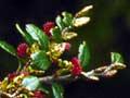 Black beech in flower