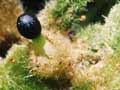 Hairy liverwort