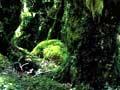 Forest lichens