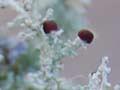 Fruticose lichen 