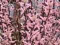 Black-stemmed willowherb