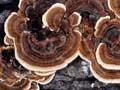 Rainbow bracket fungus