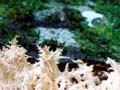 Coral tooth fungus