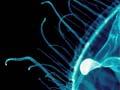 Freshwater jellyfish and prey