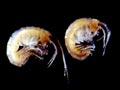 Amphipods 