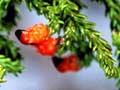 Kahikatea and rimu foliage 