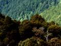 Mountain cedar timberline