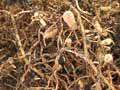 Root nodules on native broom