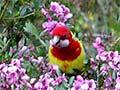 Eastern rosella