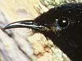 Male stitchbird