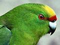 Forbes’ parakeet 