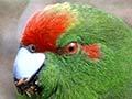 Kermadec red-crowned parakeet 