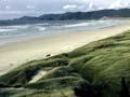 Spread of marram grass 