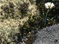 Alpine plants