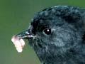 Chatham Island black robin 