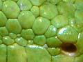 Moko kākāriki (green gecko)