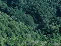 Mixed forest, Ship Cove, Marlborough Sounds