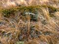 Red tussock
