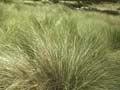 Narrow-leaved snow tussock 