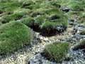 Carpet grass 