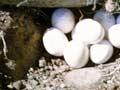 Egg-laying skink nest 