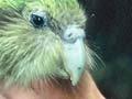 Monitoring kākāpō 