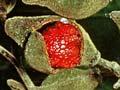 Tītoki fruit and leaves