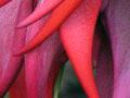 Flowers of kākā beak 