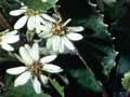 Holly-leaved tree daisy