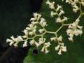 Rangiora flowering 