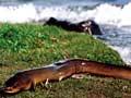 Longfin eel 