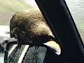 Kea on a car wing mirror 