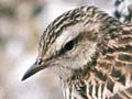 Chatham Island pipit 