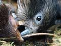 Kea eating carrion