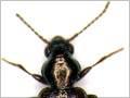 Ground beetle 