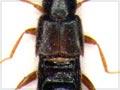Rove beetle 