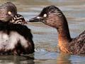 Dabchick adults with chick