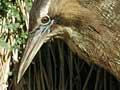 Bittern nest with chicks