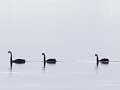 Black swans on Lake Ellesmere