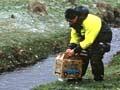 Releasing Campbell Island teal 