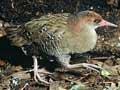 Auckland Island rail