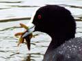 Australian coot and chick