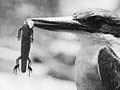 Kingfisher with lizard