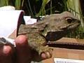 Releasing tuatara