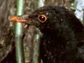 Male and female blackbirds