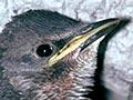 Starling chicks