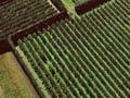 Horticulture on the Heretaunga plain