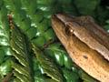 Gold-striped gecko